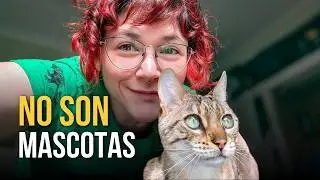 Así los gatos conquistaron el mundo sin obedecer a nadie