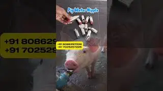 Automatic Pig Water Drinker | Best Pig Farming Equipment 🚰🐖