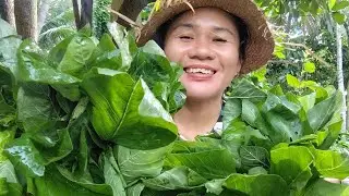 ginataang dahon ng kulitis na may barilis