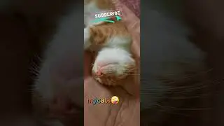 funny and cute pictures of my cats😊