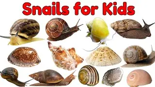 Улитки для детей 🐌 | Изучаем названия улиток и расширяем словарный запас | Обучающее видео для детей