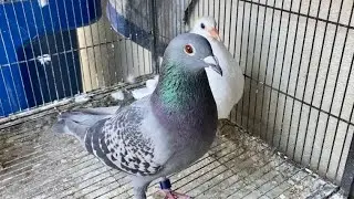 The Training Process: Young Racing Pigeons Getting Acquainted
