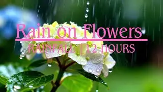 Calm Deep Sleep Forest Rain: Unwind & Get Clear Focus Instantly
