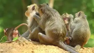 Monkey       3