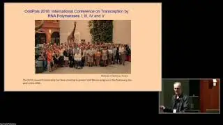 ULF  Conference - Mouse models of RNA polymerase III related Leukodystrophy 4H / Ian Willis
