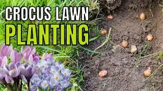 Planting Crocus and Bluebells In My Suffolk Garden