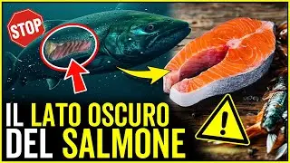 Il Lato Oscuro Dietro Gli Allevamenti Di Salmone