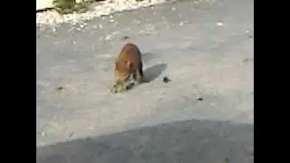 boris the boar