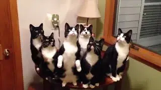 NINJA CATS in ACTION!