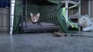 'Paws' fire in Pueblo 100% contained, animal shelter thanks community for support