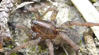 Wolf Spiders  - Trochosa ruricola - &Uacute;lfak&ouml;ngul&aelig;r - K&ouml;ngul&oacute; - &Aacute;ttf&aelig;tlur