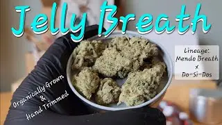 Jelly Breath - Lucky Elk - THCa Flower Review
