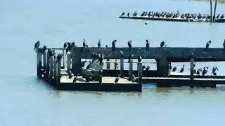 A large group of Neotropic Cormorants rest on the docks 🛶🌴|Phalacrocorax brasilianus