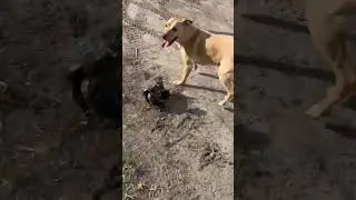 DOG VS RC car! (Full carnage/Breakage/Destruction!)