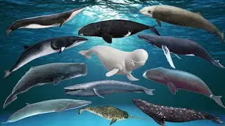 Learn Whales Names and Not Sounds | Whales For Kids