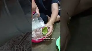 masakan khas daerah; memasak lemang menggunakan kantong semar | Periuk kera Upin ipin