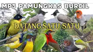 TERBUKTI AMPUH‼️ Suara Pikat Kutilang + Burcil Bikin Datang Terus! 