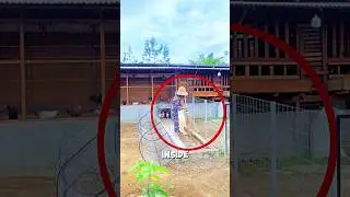 Метод выращивания кур на небольших площадях 🐓🤯 #ферма