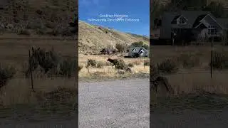 Extreme Close Elk Rut And Bugle