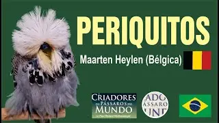 Criador Marteen Heylen - Periquitos