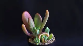Kalanchoe luciae  Oricula