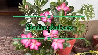 Adenium plant care | Adenium Pruning | Adenium flowering tips