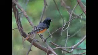 Black Redstart Bird Call