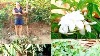 Hoje vou arrancar umas plantas e vou substituir por macaxeira 