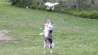 Dog Attacking Drone Fail