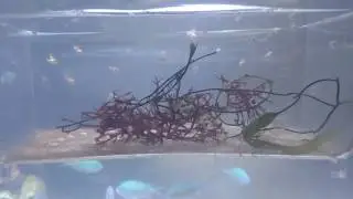 Baby black cap basslet!