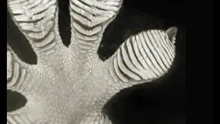 Carbon material gives more grip than gecko feet