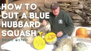 How to Cut Open a Blue Hubbard Squash | Randy Soergel Demonstrates