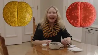 Planting Lithops: Living Stones!