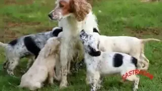 CACHORROS CASTROCAN 