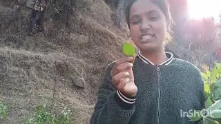 Paaja nikalne ke liye  struggle #phadi