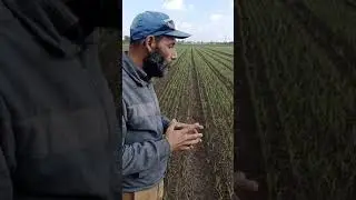 شوفو جمال القمح بعد الإهتمام والابتكار في زراعة وإنتاج القمح