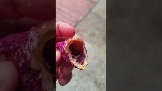 Purple Sweet Potato Taro Stick - 紫薯芋泥棒 (Zǐshǔ Y&ugrave;n&iacute; B&agrave;ng)