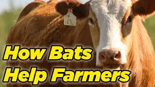 How Bats Help Farmers | Bat-Friendly Agriculture