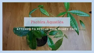 Можно ли его спасти? Попытка спасти денежное дерево (Pachira Aquatica)