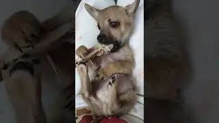 He got angry when he couldn't chew the bones. Can puppies eat chicken bones