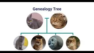 Cat breed test - Koko Genetics
