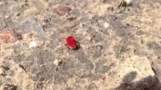 Giant Red Velvet Mite