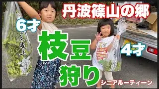 枝豆狩り、丹波篠山大黒豆枝豆販売解禁、丹波篠山の郷、シニアルーティーン
