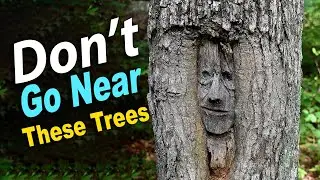 Deadliest Trees on Earth!