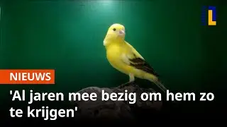 Verdwenen kanariesoort weer tot leven gewekt in Hegelsom | 1Limburg