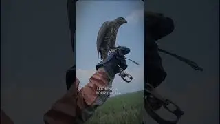 My best partner Shabila 🦅🔥. #crestedgoshawk #hunting #hawking #goshawk #birdofprey