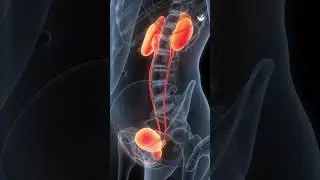 Top 5 Prostate Health Supplements!