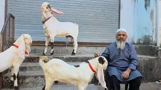 World Class Jahnaseen Breedline Ke Shandaar Results | SK Goat Farm Surat Gujarat. 
