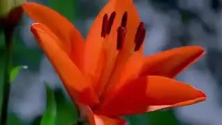 beautiful flowers!! nurture WhatsApp video ##flowrs