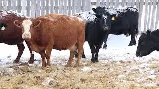 Coteau Cows '26